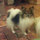 Miss Ophelia Rose De Papillon