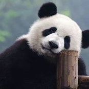 Foto von Panda Panda