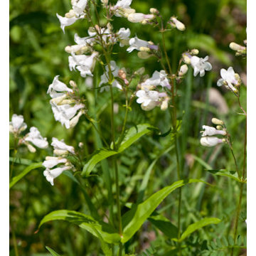 Smooth Beardtongue