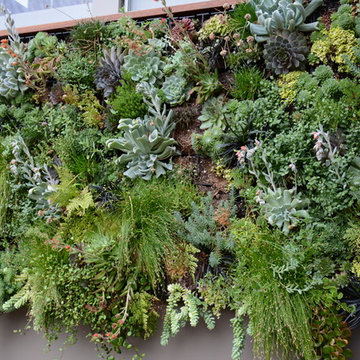 Raised Vegetable / Ornamental Garden