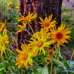Arrowleaf Balsamroot - Artwork