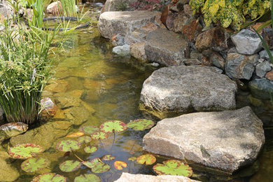Design ideas for a contemporary landscaping in San Diego.