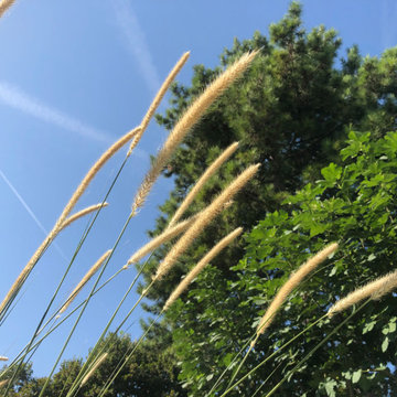Aménagement paysager d'un jardin à St Maur des Fossés...