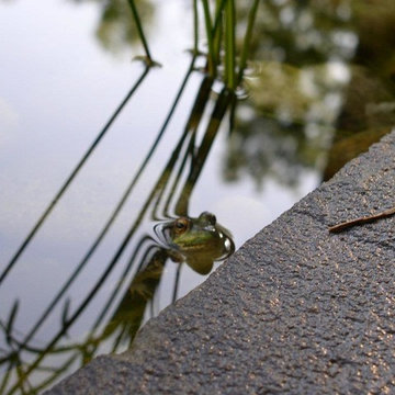 Pond