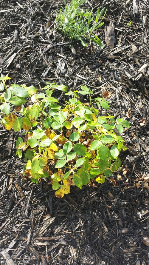 Help! New Gardner here. Are my Knockouts close to dead?