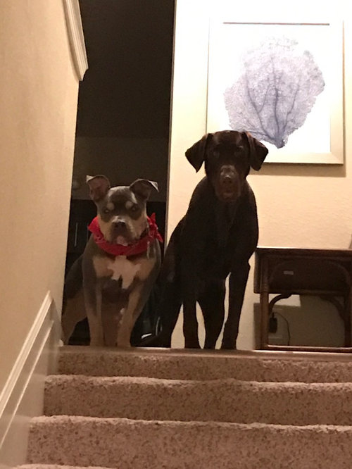 Can honed marble floors be scratched by a medium to large dog's nails?