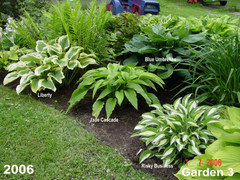 Hostas in a garden design