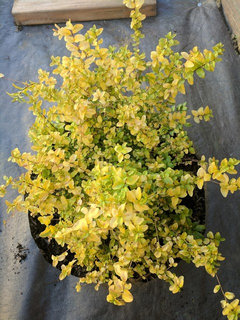 Sunshine' Ligustrum issues