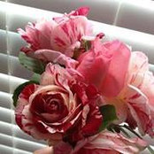 Holly Showalter's photo