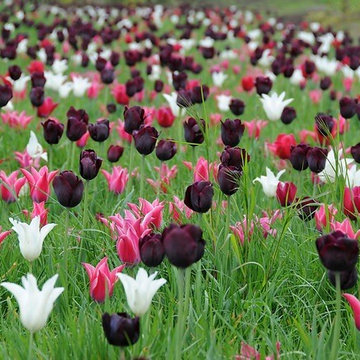 Spring Combination Ideas