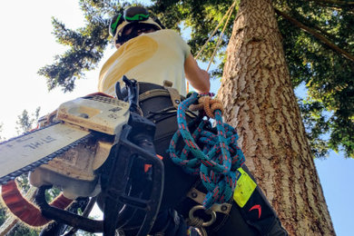 Tree Work