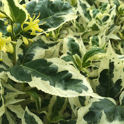 Current Featured Plants - Products