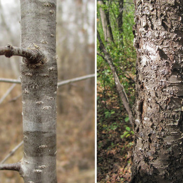 Common Buckthorn