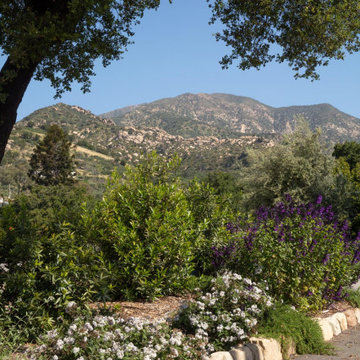 Montecito Phoenix rise from the ashes