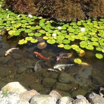 Custom Pond & Water Feature Installations