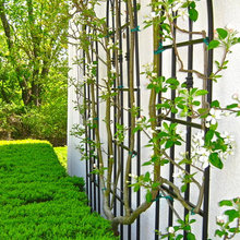 Espalier