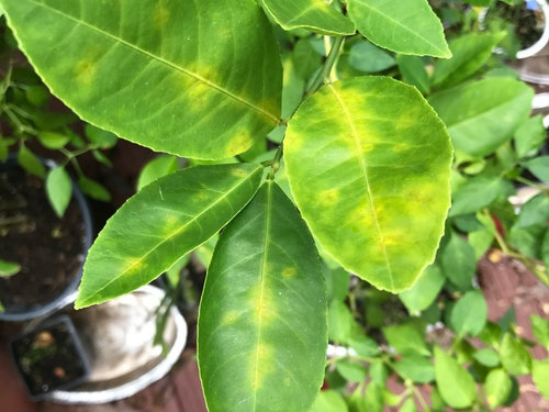 Tree leaves dropping lemon with curling yellow