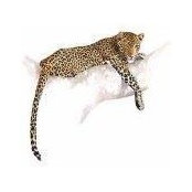 Sue Dickinson's photo