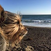 Shannon Ryan's photo