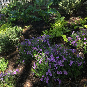 Williamsburg Shady Perennial Garden Design