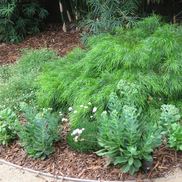 Woodland Garden- Los Feliz