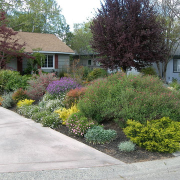 After - No Lawn