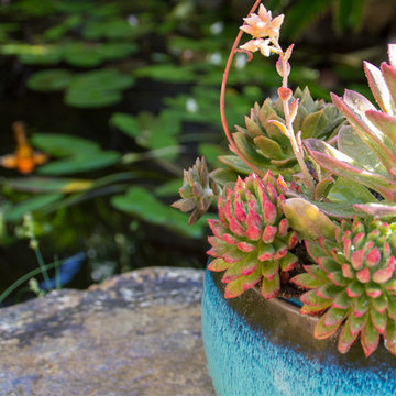 Drought Tolerant Koi Pond and Landscaped Backyard!