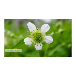 Native Plants - Products