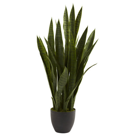 Sansevieria With Black Planter