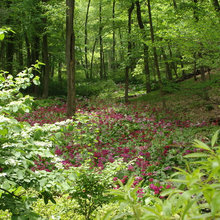 River woodland