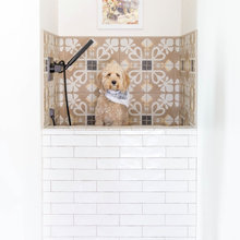 Dog Wash