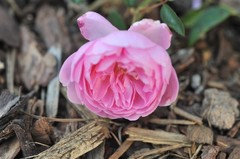 What exactly are the Pioneer roses? | Houzz Forum