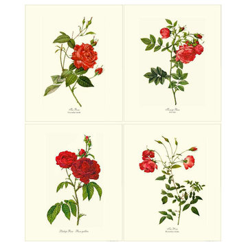 Red Tea Rose Botanical Print Set-4 Framed Antique Vintage Illustrations