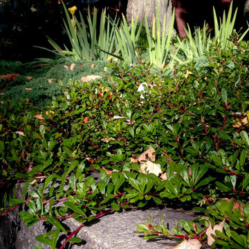 Garden for all Seasons