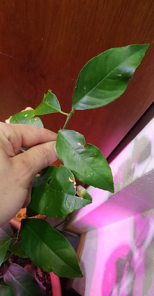 Meyer lemon tree dying?