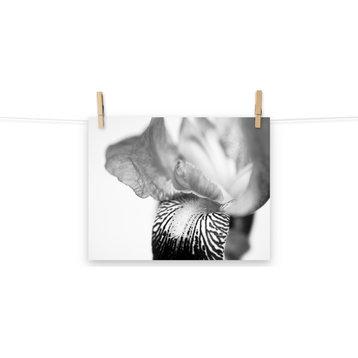 Bold Iris on White Black & White Floral Photo Unframed Wall Art Prints, 11" X 14"