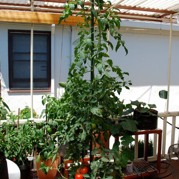 Growing Tomatoes in Containers