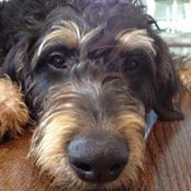 Aspen Cypress Kennel's photo