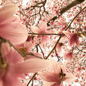 Jennifer Abraham's photo