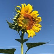 Trish Montgomery's photo