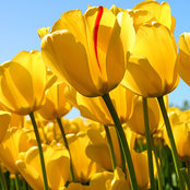 Amar Banerjee's photo