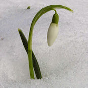 Maia Snow's photo