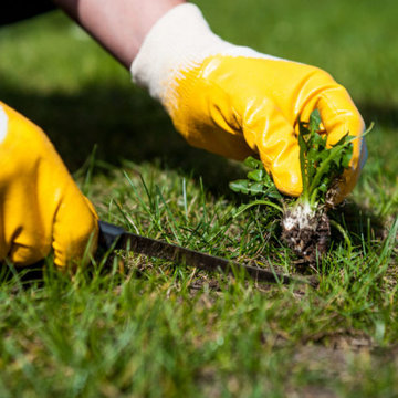 Weed Removal in Colton CA