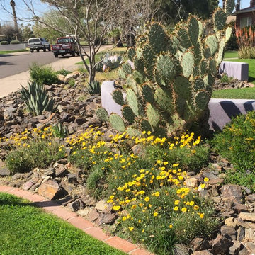 Southwestern Plants
