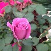 Peggy Seeley's photo