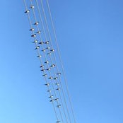Con Loizou's photo