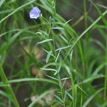 Linum vulgare