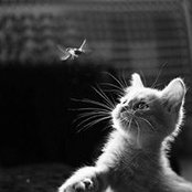 Tonya Alvisi's photo