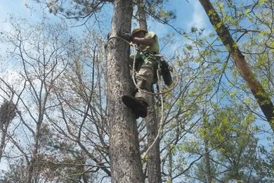Tree Pruning/ Removal