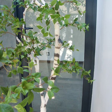 Birch Tree